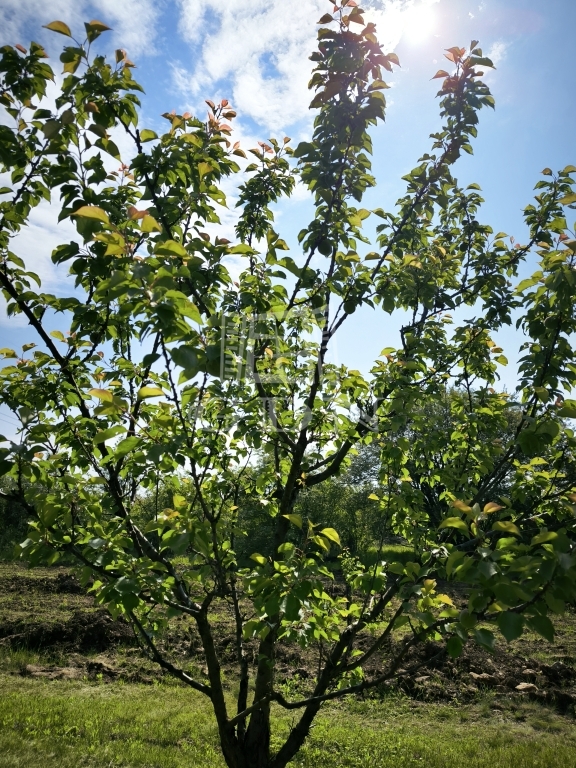 Verkauf Pomáz Landwirtschaftliche Flächen